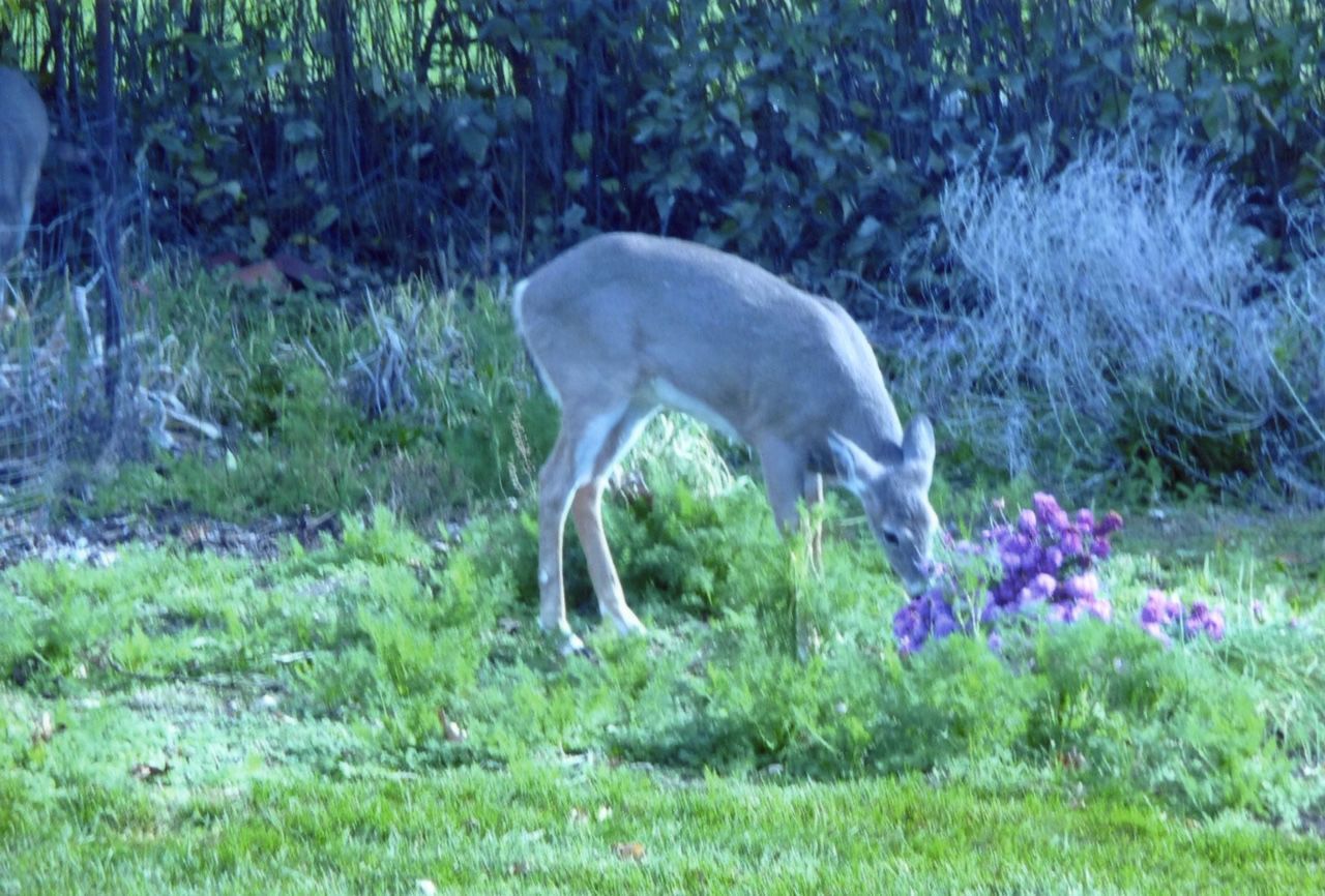 Deer